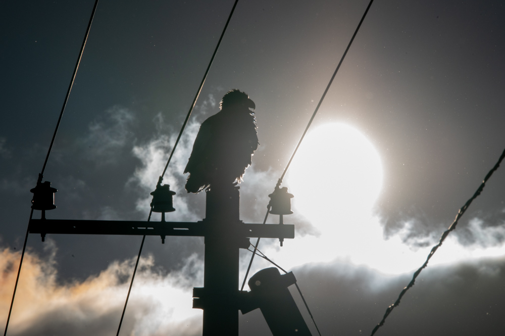 太陽とオオワシの写真