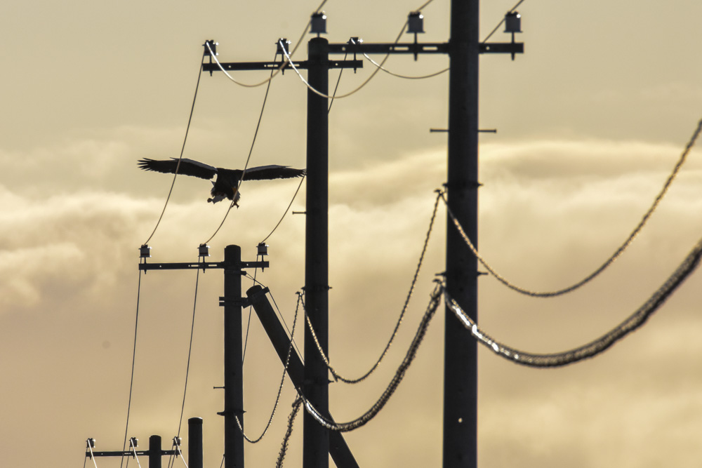 電信棒に止まるオオワシの写真 