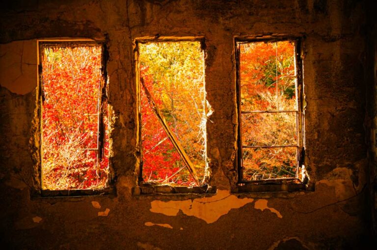 窓の外の紅葉