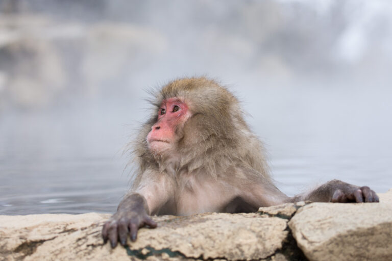 入浴中の猿