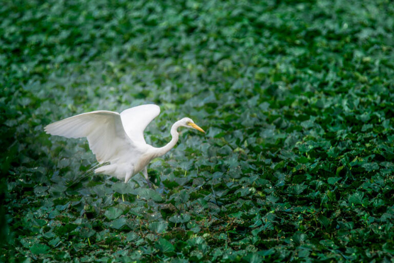 野鳥の画像