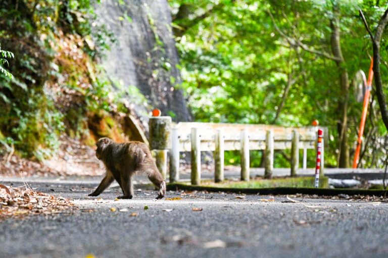 ヤクザル