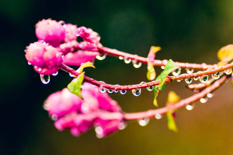 花と雫