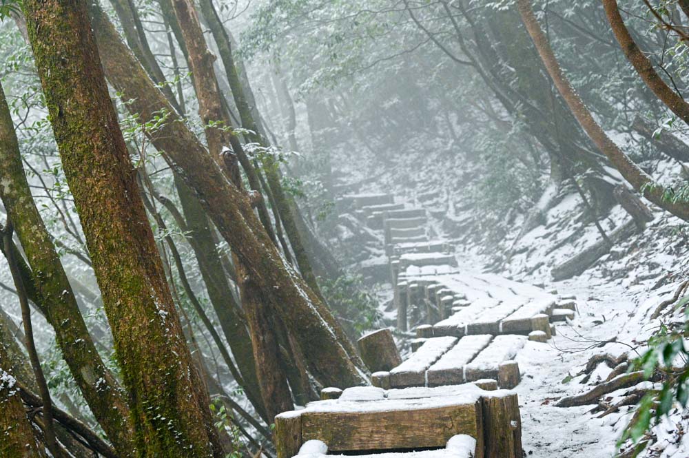 雪の中の道のり 