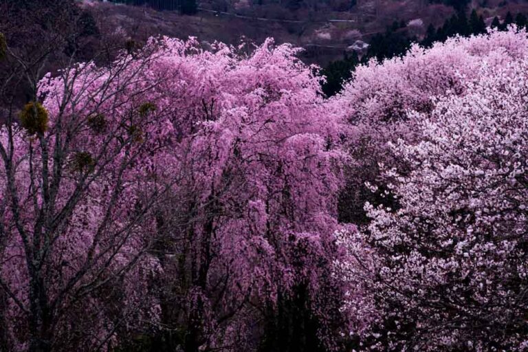 桜