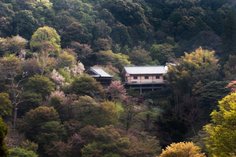 山桜