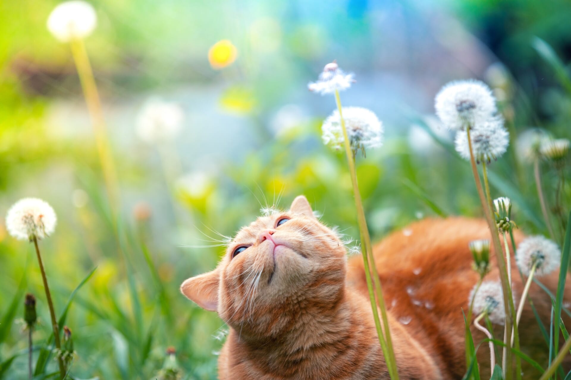 たんぽぽの咲く草むらで空を見上げる猫